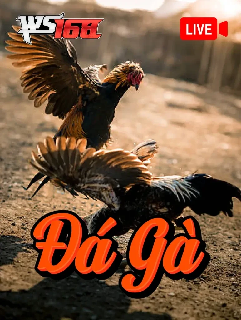 BOM88 Đá Gà Livestream