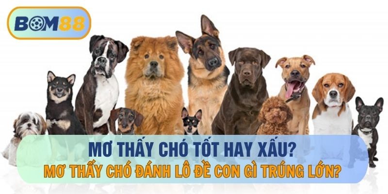 BOM88 Mơ thấy chó may mắn hay là đen đủi ? Giải mã giấc mơ cùng nhà cái BOM88